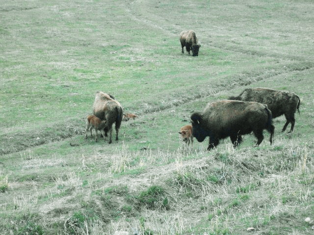 wyobuffalo